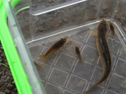 【サンプル】田んぼ月額会員