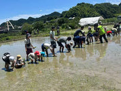 【6/20〜】【全3回】親子で田んぼ体験｜田植え・稲刈り・脱穀（あきる野市・秋川渓谷）