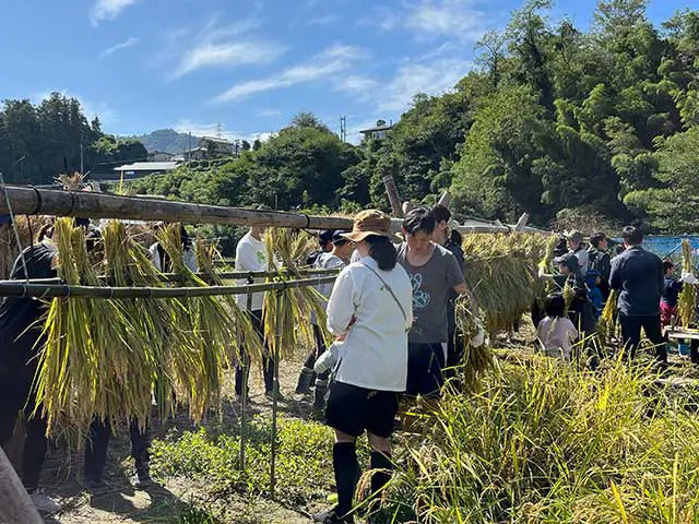 【6/20〜】【全3回】親子で田んぼ体験｜田植え・稲刈り・脱穀（あきる野市・秋川渓谷）