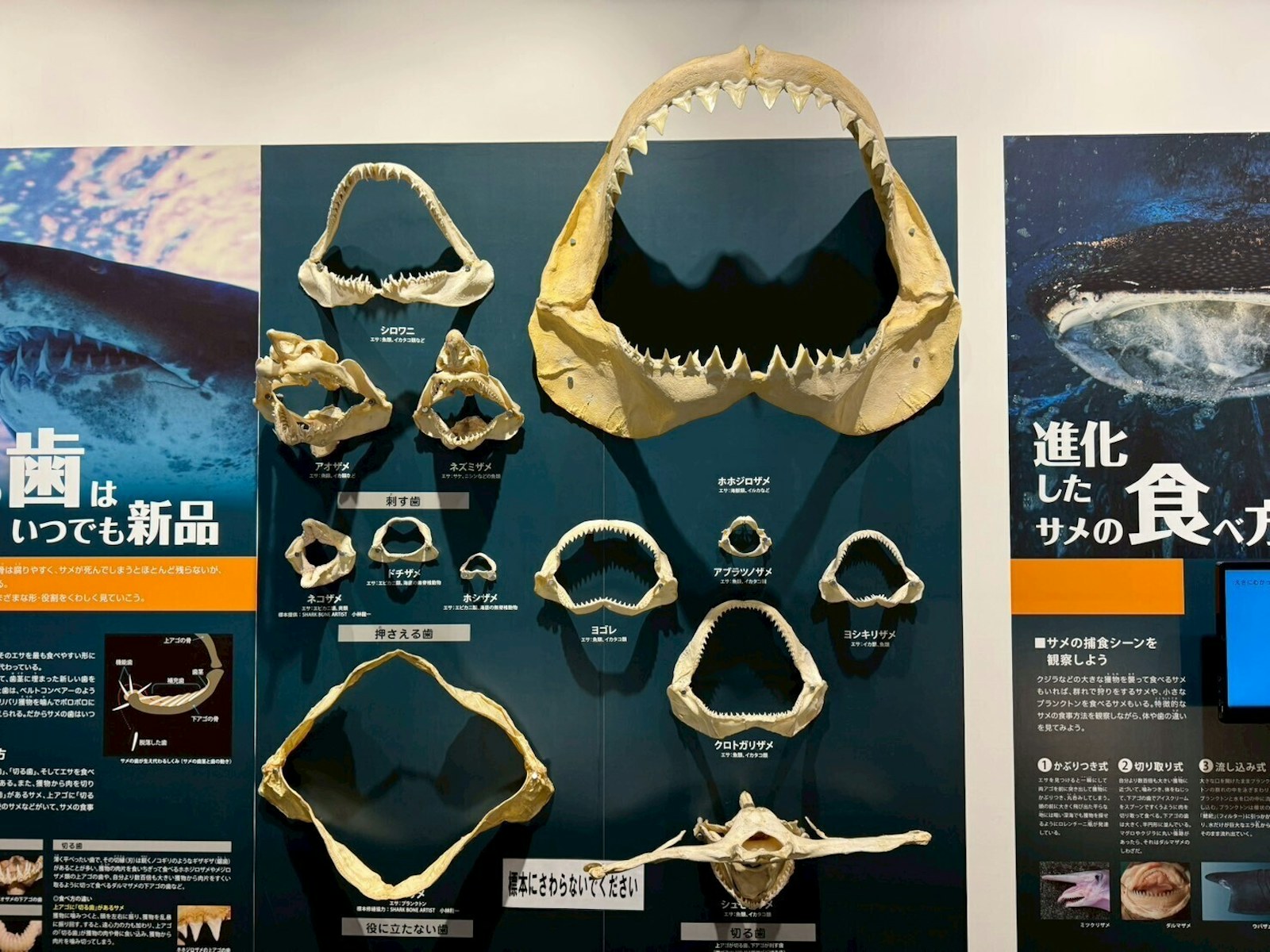 【10/3-4・10/10-11】気仙沼シャークアドベンチャー｜サメ解体見学・剥製づくり親子探究プログラム（宮城県・気仙沼／1泊2日）