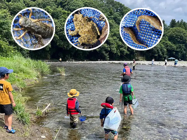 【7/18・7/25】川の生き物をキャッチ＆ウォッチ｜秋川渓谷の清流ガサガサ親子体験（あきる野市）