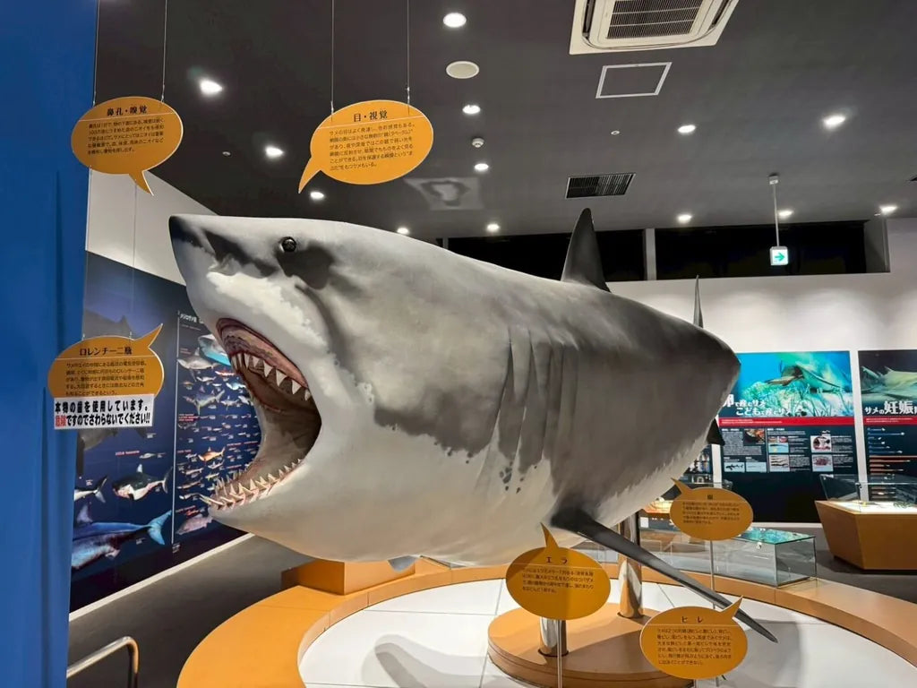 館内に展示された実物大のサメの模型